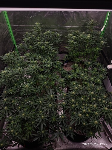 Growreport Bild 1