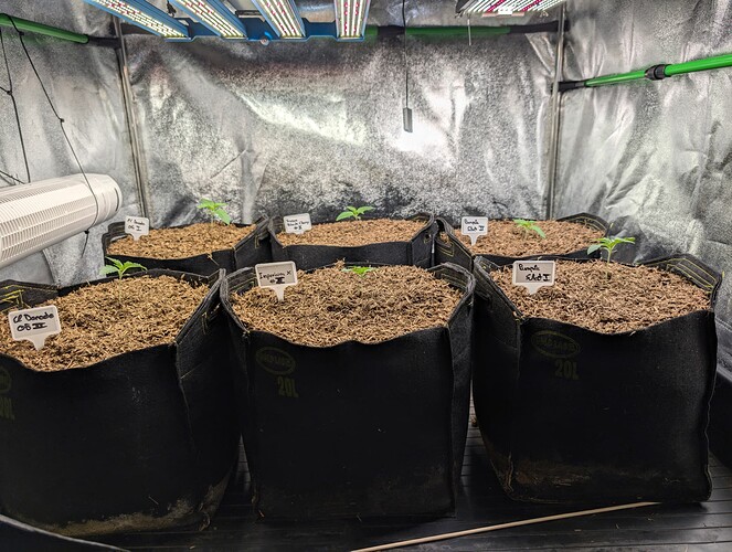 Growreport Bild 2