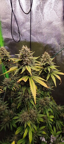 Growreport Bild 5