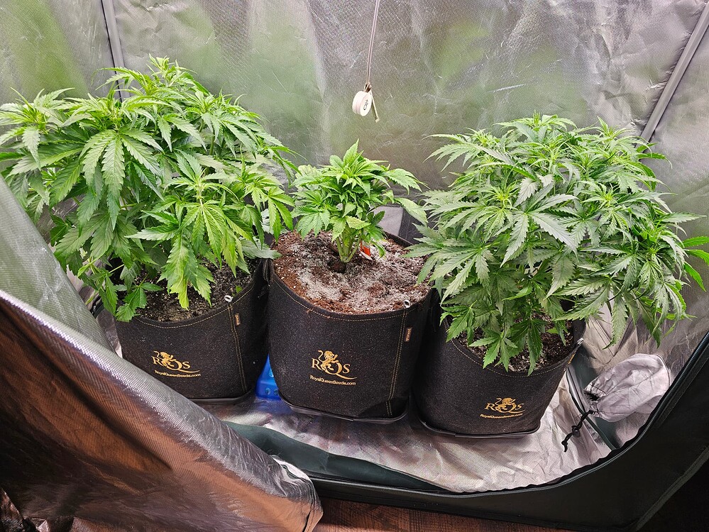 Floki's Indoor Grow 24K Tangie & Rojal Crematic. Zelt, 120x60 und 80x40