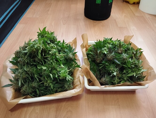 Growreport Bild 25