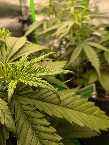 Growreport Bild 33