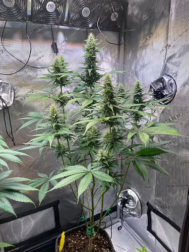 Growreport Bild 7
