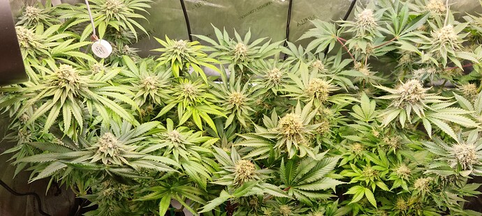 Growreport Bild 17
