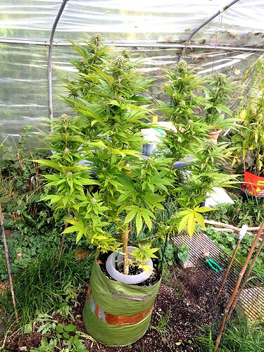 Growreport Bild 1