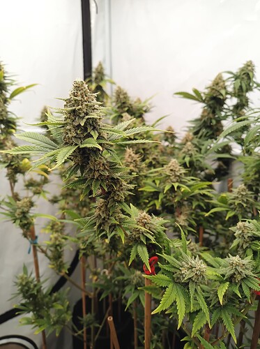 Growreport Bild 12