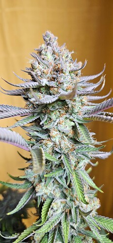 Growreport Bild 11