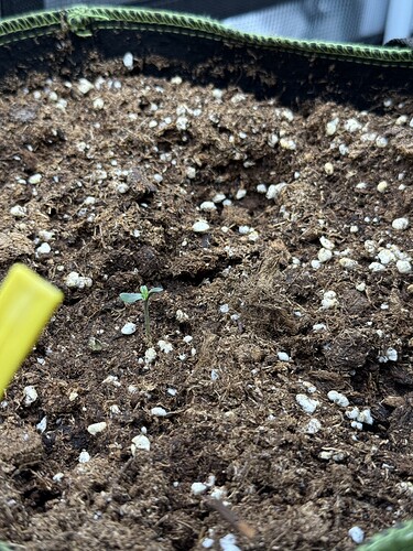 Growreport Bild 37