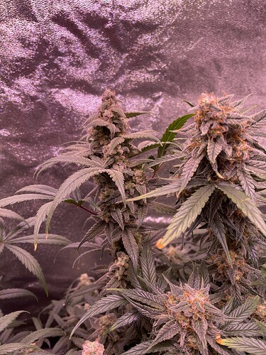 Growreport Bild 33