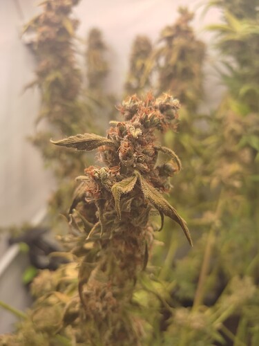 Growreport Bild 12