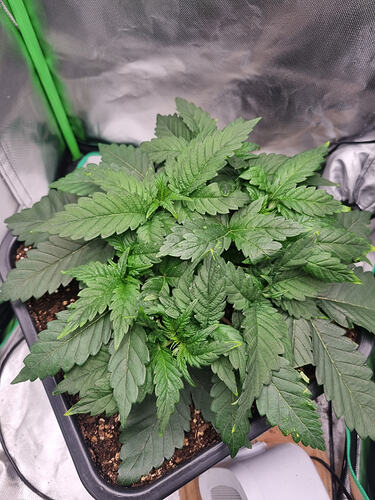 Growreport Bild 4