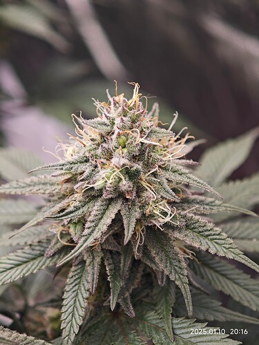 Growreport Bild 19