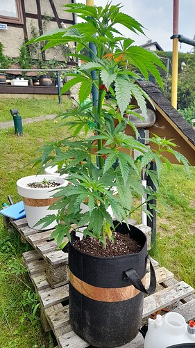 Growreport Bild 13
