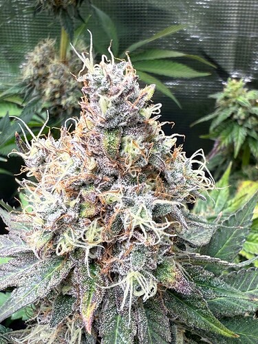 Growreport Bild 11
