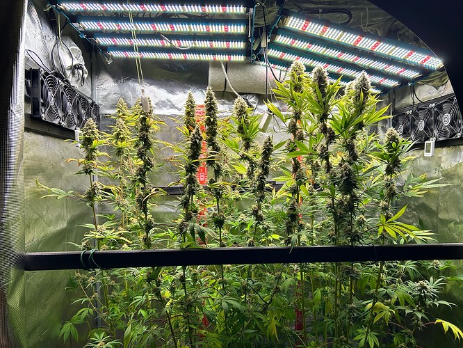 Growreport Bild 1