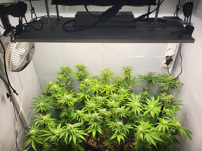 Growreport Bild 1