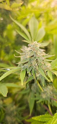 Growreport Bild 27