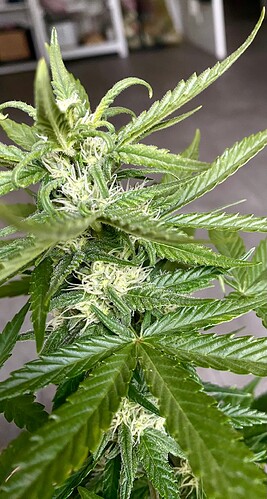 Growreport Bild 8