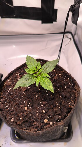 Growreport Bild 11