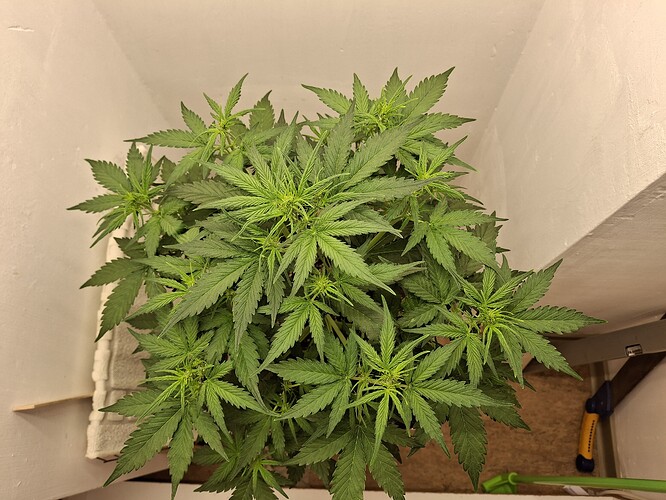 Growreport Bild 78