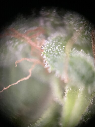 Growreport Bild 8