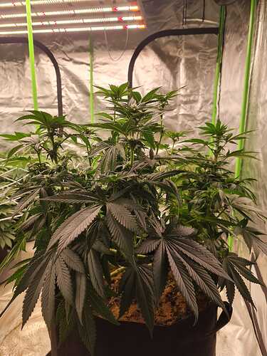 Growreport Bild 20