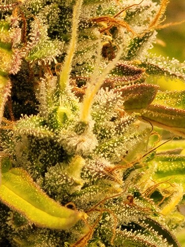 Growreport Bild 15