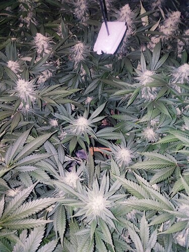 Growreport Bild 20