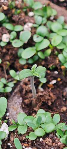 Growreport Bild 29