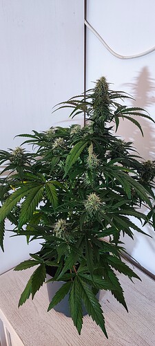 Growreport Bild 19