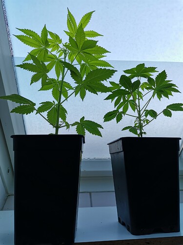 Mix grow looser (2)