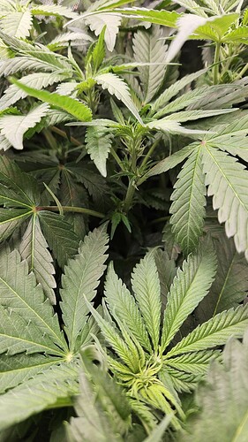 Growreport Bild 39