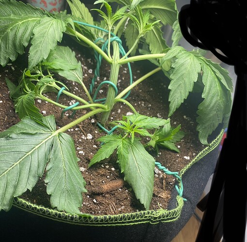 Growreport Bild 4