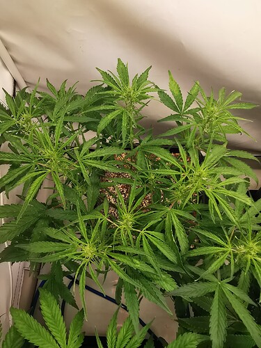 Growreport Bild 5