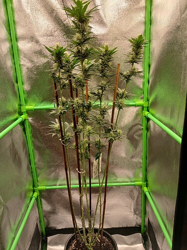 Growreport Bild 27