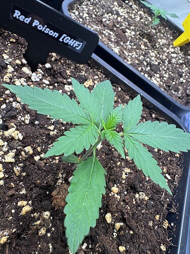 Growreport Bild 32