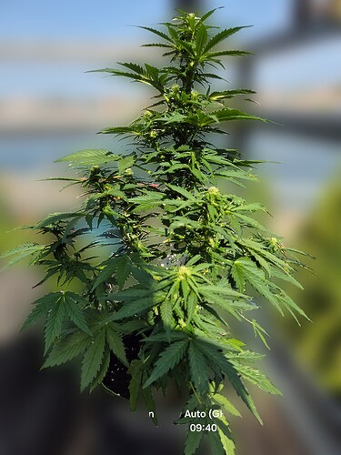 Hawaiian Snow Auto (Ganja Farmer)