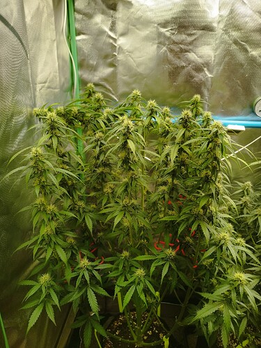 Growreport Bild 13