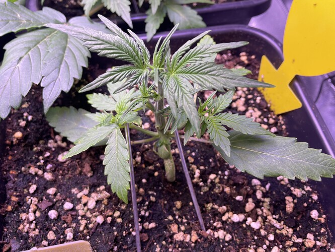 Growreport Bild 16