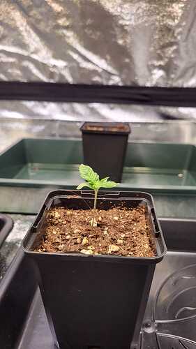 Growreport Bild 34