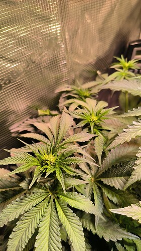 Growreport Bild 3