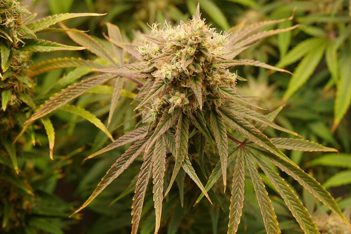 Growreport Bild 1