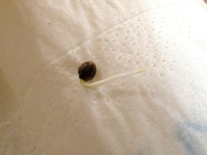 Grow25_0324_Keimung_MX