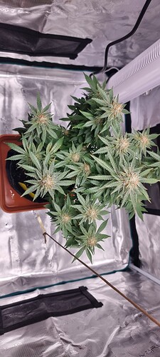 Growreport Bild 1
