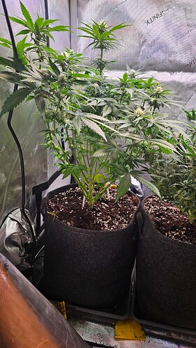 Growreport Bild 2
