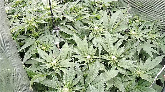 Growreport Bild 25