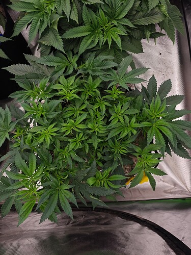 Growreport Bild 6
