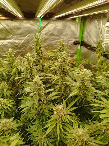 Mehrere blühende Cannabispflanzen unter LED-Wachstumslichtern in einer Growbox.
