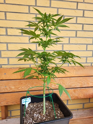Growreport Bild 12
