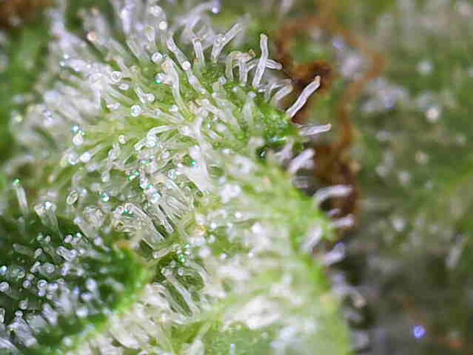 Growreport Bild 5